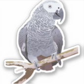 Afrikanischer Grau Aufkleber (Vorderseite)