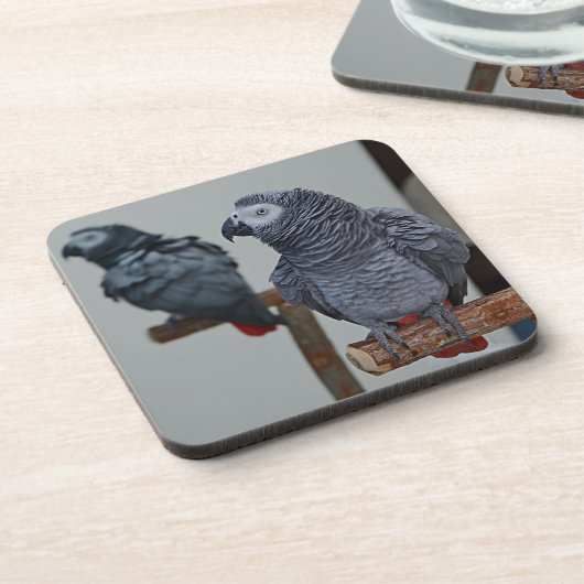 Afrikanischer Grau-Papagei im Kongo in Mirror Getränkeuntersetzer (Linke Seite)