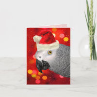 Afrikanischer Grau-Papagei in einer Weihnachtsmann
