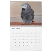 Afrikanischer Grau-Papagei-Kalender 2026 Kalender (Mär 2027)