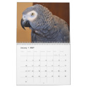 Afrikanischer Grau-Papagei-Kalender 2026 Kalender (Jan 2027)
