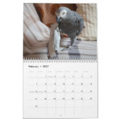 Afrikanischer Grau-Papagei-Kalender 2026 Kalender (Feb 2027)