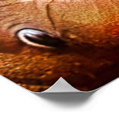 Afrikanischer Grau-Papagei Poster (Ecke)