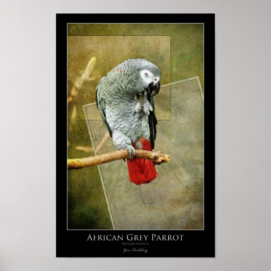 Afrikanischer Grau Poster (Vorne)