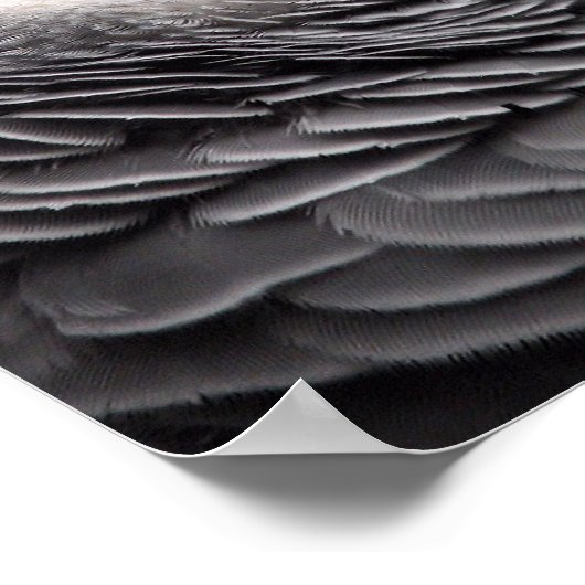 Afrikanischer Grau Poster (Ecke)