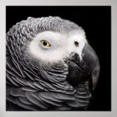 Afrikanischer Grau Poster (Vorne)