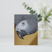 Afrikanischer Grau Postkarte (Stehend Vorderseite)