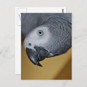 Afrikanischer Grau Postkarte (Vorne/Hinten)