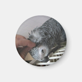 Afrikanischer Grauer Papagei kratzt am Kopf Magnet