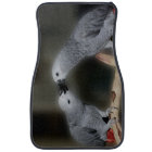 Afrikanischer grauer Papageienvogel küssen Niedlic