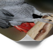Afrikanischer grauer Papageienvogel küssen Niedlic Poster (Ecke)