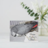 Afrikanischer Graupapagei auf Eiern Postkarte (Stehend Vorderseite)