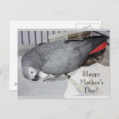 Afrikanischer Graupapagei auf Eiern Postkarte (Vorne/Hinten)