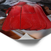 Afrikanischer Graupapagei aus dem flexiblen Kongo Poster (Ecke)