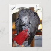 Afrikanischer Graupapagei aus dem flexiblen Kongo  Postkarte (Vorne/Hinten)