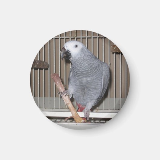 Afrikanischer Graupapagei frisst Hühnerknochen Magnet (Vorne)