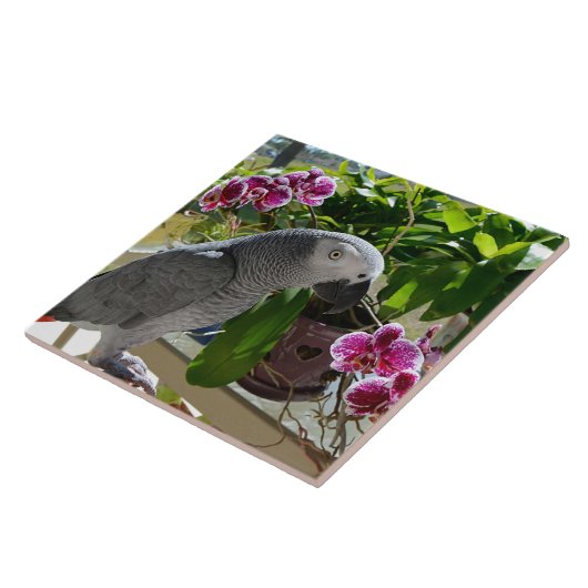 Afrikanischer Graupapagei mit Orchideen Fliese (Seite)