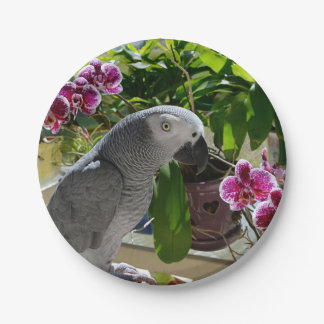Afrikanischer Graupapagei mit Orchideen Pappteller