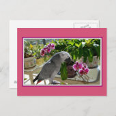 Afrikanischer Graupapagei mit Orchideen Postkarte (Vorne/Hinten)