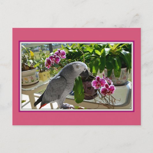 Afrikanischer Graupapagei mit Orchideen Postkarte (Vorderseite)