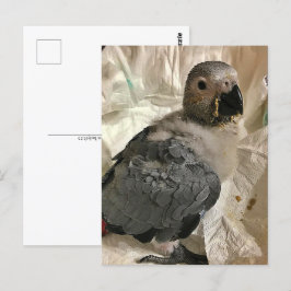 Afrikanischer Graupapagei, Postcross Postcard Postkarte