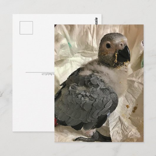 Afrikanischer Graupapagei, Postcross Postcard Postkarte (Vorne/Hinten)