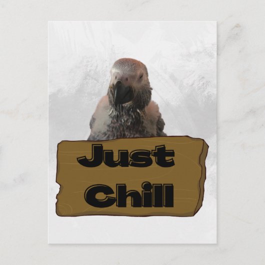 Afrikanischer Graupapagei, Postcross Postcard Postkarte (Vorderseite)