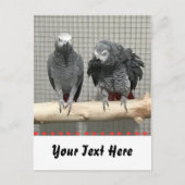 Afrikanischer Graupapagei, Postkreuz Postkarte (Vorderseite)