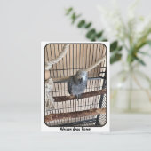 Afrikanischer Graupapagei, Postkreuz Postkarte (Stehend Vorderseite)