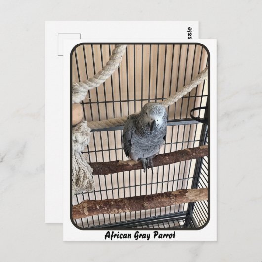 Afrikanischer Graupapagei, Postkreuz Postkarte (Vorne/Hinten)