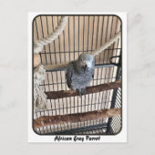 Afrikanischer Graupapagei, Postkreuz Postkarte (Vorderseite)