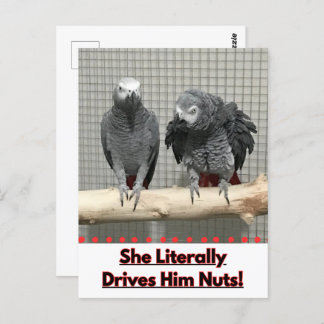 Afrikanischer Graupapagei, Postkreuz Postkarte