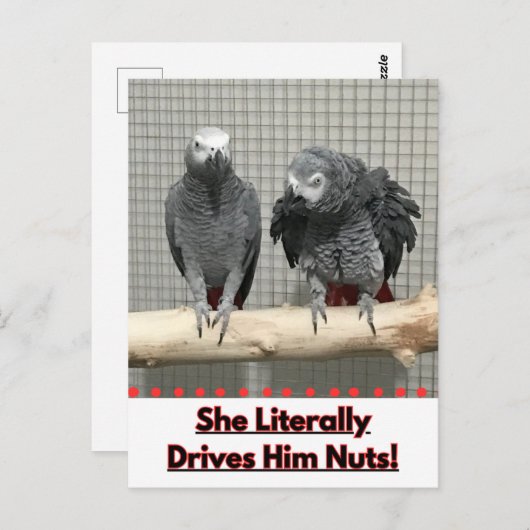 Afrikanischer Graupapagei, Postkreuz Postkarte (Vorne/Hinten)