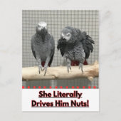 Afrikanischer Graupapagei, Postkreuz Postkarte (Vorderseite)