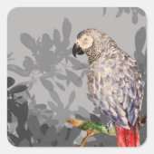 Afrikanischer Graupapagei Quadratischer Aufkleber (Vorderseite)
