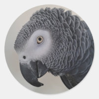 afrikanischer Gray Parrot Kopfkleber
