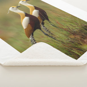 Afrikanischer Jacana-Vogel-Decke Sherpadecke