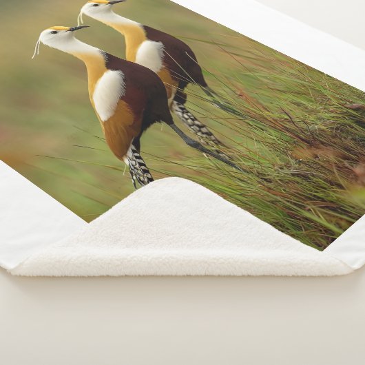 Afrikanischer Jacana-Vogel-Decke Sherpadecke (3/4)