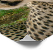 Afrikanischer Jungle Safari Wilde Katzen Cheetahs Poster (Ecke)