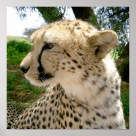 Afrikanischer Jungle Safari Wilde Katzen Cheetahs Poster