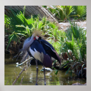 afrikanischer Krandruck Poster