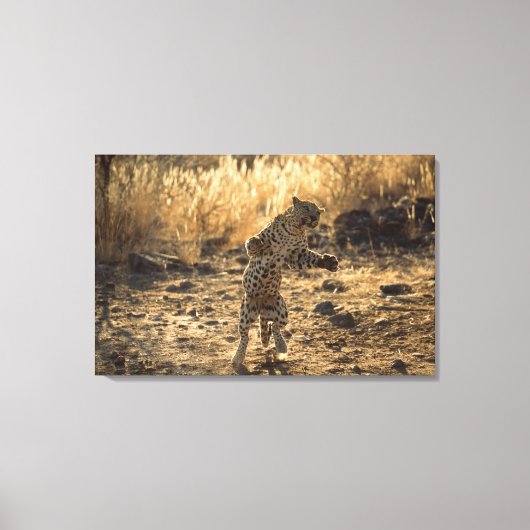 Afrikanischer Leopard auf Hinterbeinen, Namibia, A Leinwanddruck (Vorderseite)