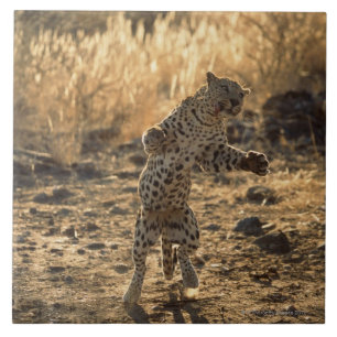 Afrikanischer Leopard auf Hinterbeinen, Namibia, Fliese