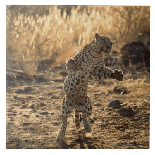 Afrikanischer Leopard auf Hinterbeinen, Namibia, Fliese (Vorderseite)