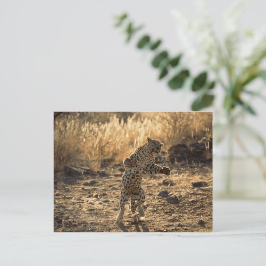 Afrikanischer Leopard auf Hinterbeinen, Namibia, Postkarte (Stehend Vorderseite)