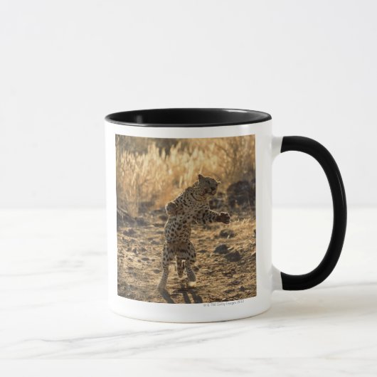 Afrikanischer Leopard auf Hinterbeinen, Namibia, Tasse (Rechts)