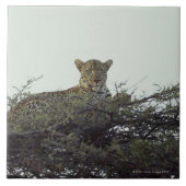 Afrikanischer Leopard Fliese (Vorderseite)