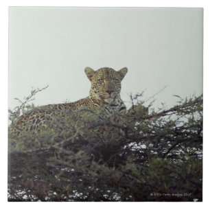 Afrikanischer Leopard Fliese