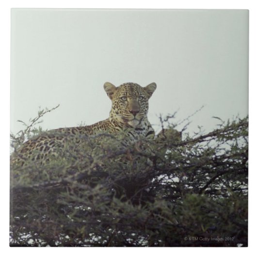 Afrikanischer Leopard Fliese (Vorderseite)