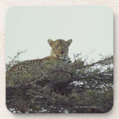 Afrikanischer Leopard Getränkeuntersetzer (Vorderseite)